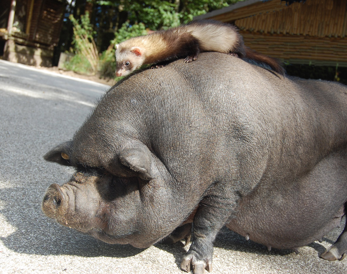 Wildpark Schwarze Berge